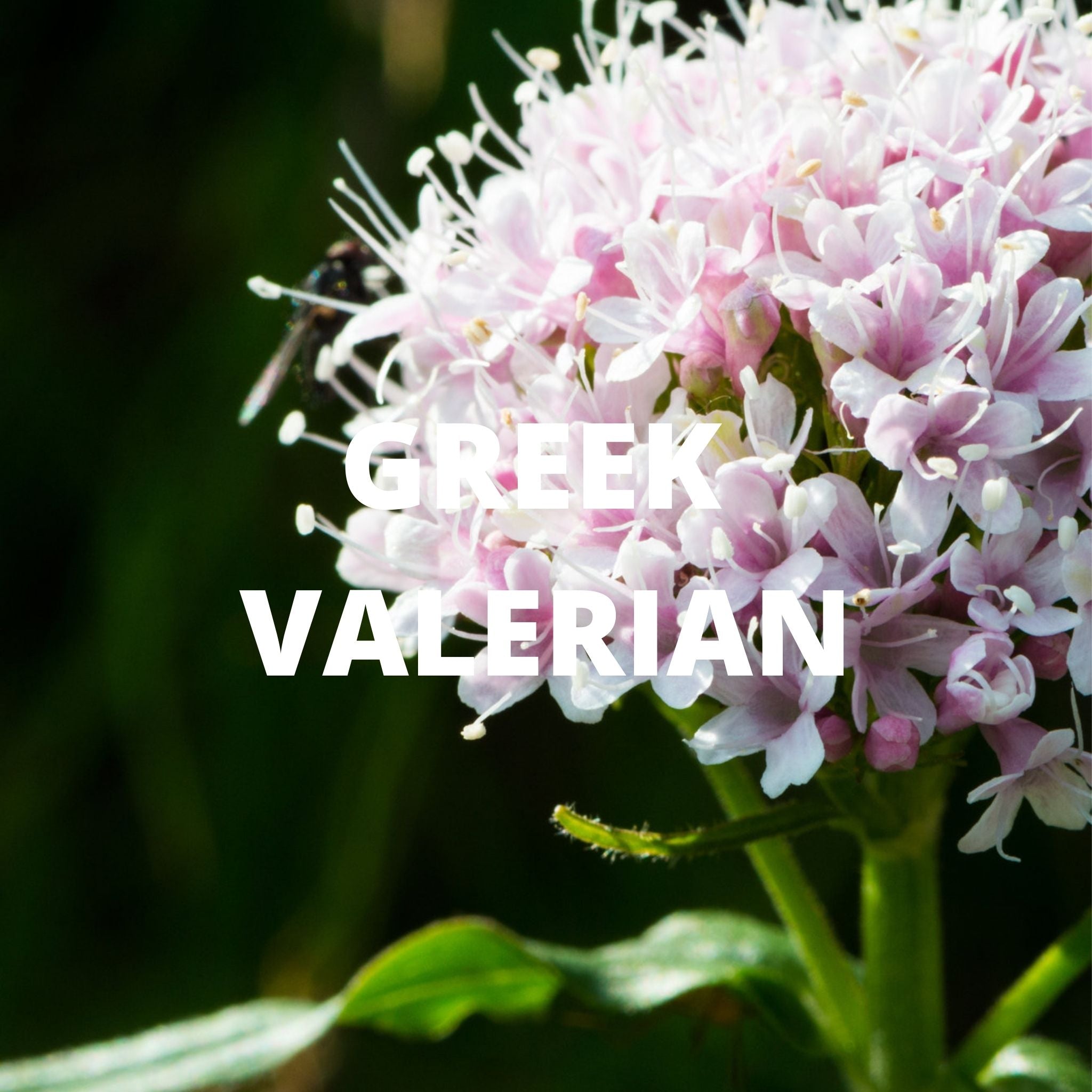 Greek Superherbs Detox Tea